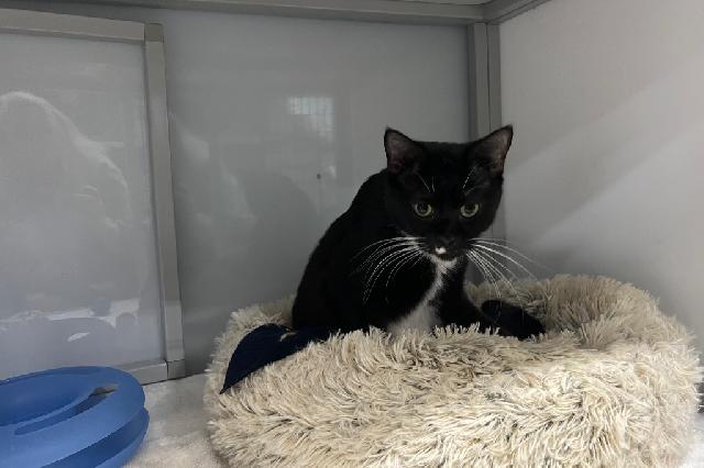 My name is Theo and I am ready for adoption. Learn more about me!