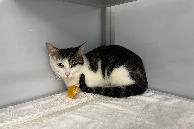 My name is Cinnamaroll and I am ready for adoption. Learn more about me!