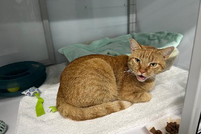 My name is Odin and I am ready for adoption. Learn more about me!