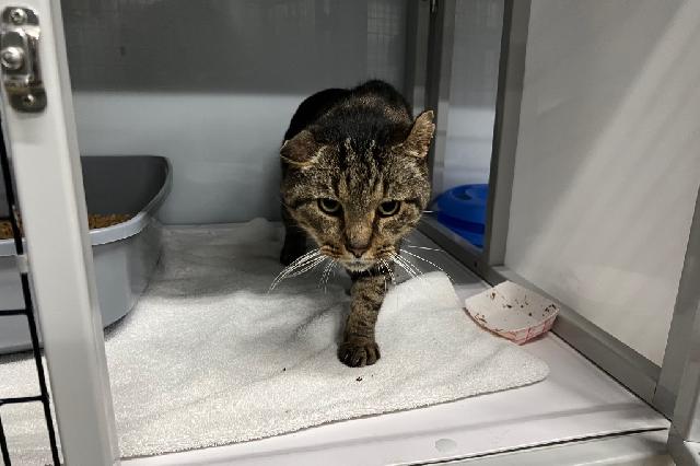 My name is Pop and I am ready for adoption. Learn more about me!