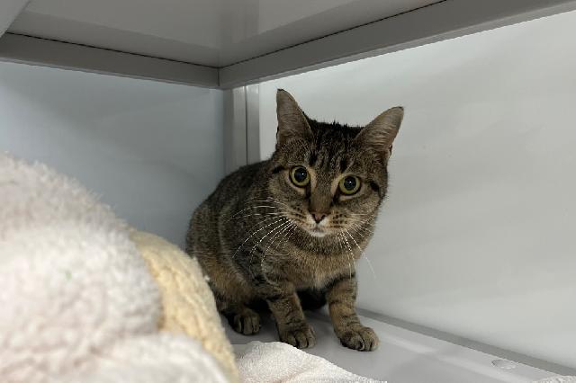 My name is Saltwater Taffy and I am ready for adoption. Learn more about me!