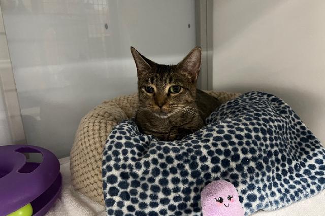 My name is Eeyore and I am ready for adoption. Learn more about me!
