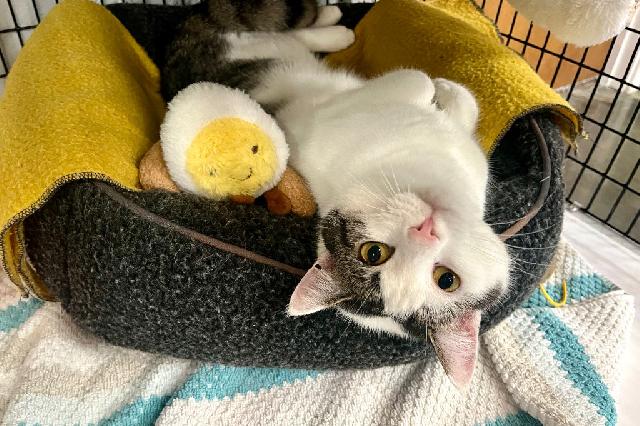 My name is Egg and I am ready for adoption. Learn more about me!