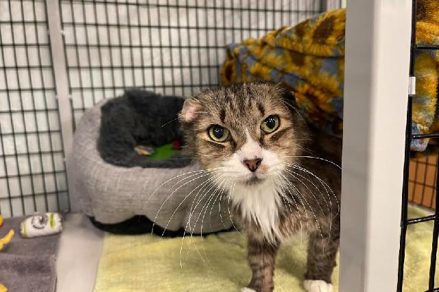 My name is Doctor Seuss and I am ready for adoption. Learn more about me!