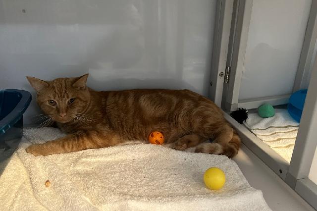 My name at SAFE Haven was Tedward and I was adopted!