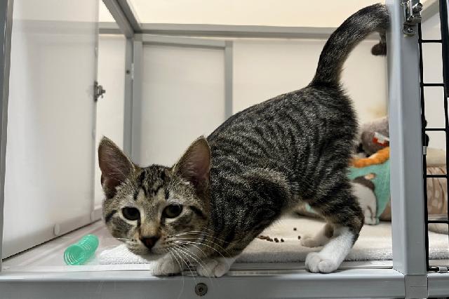 My name is Billie Joe and I am ready for adoption. Learn more about me!