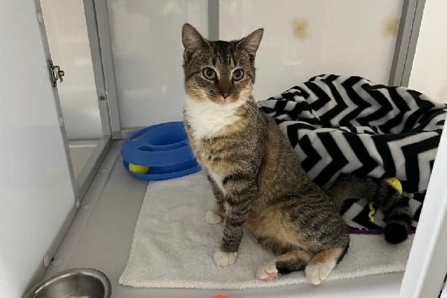My name is Destiny and I am ready for adoption. Learn more about me!
