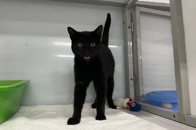 My name at SAFE Haven was Nucleus and I was adopted!