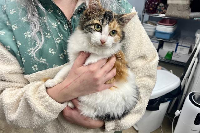 My name at SAFE Haven was Verity and I was adopted!