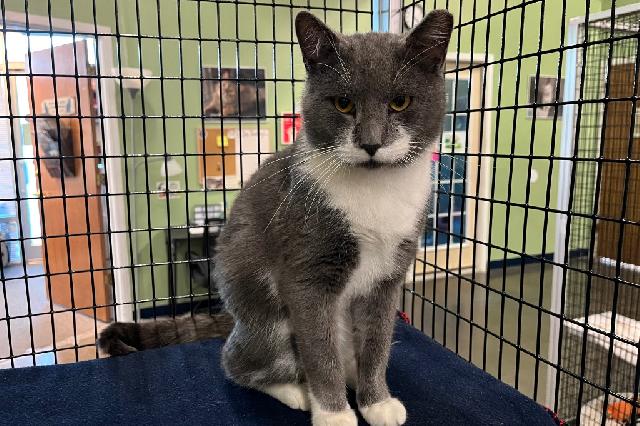 My name is Moose Caboose and I am ready for adoption. Learn more about me!