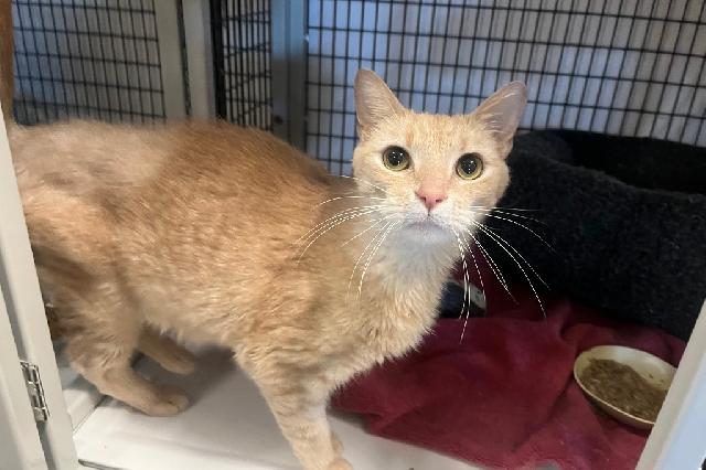 My name is Opal and I am ready for adoption. Learn more about me!