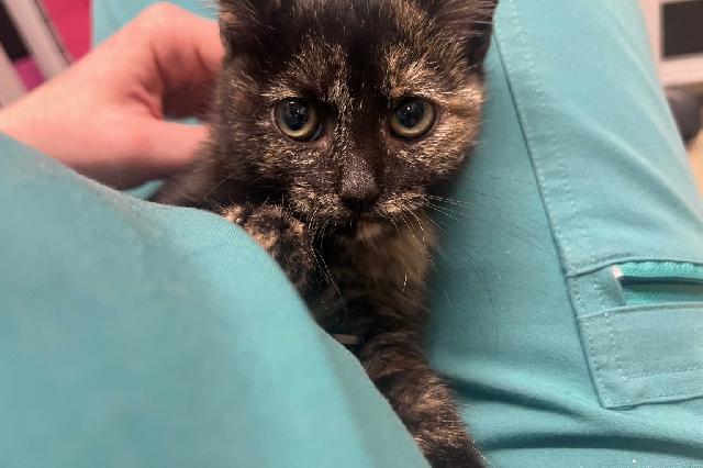 Adopt a Cat - Recently Adopted Cats - SAFE Haven for Cats