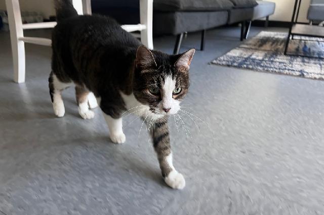 My name at SAFE Haven was Gertie and I was adopted!