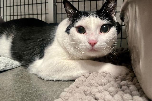 My name is Good Soup and I am ready for adoption. Learn more about me!