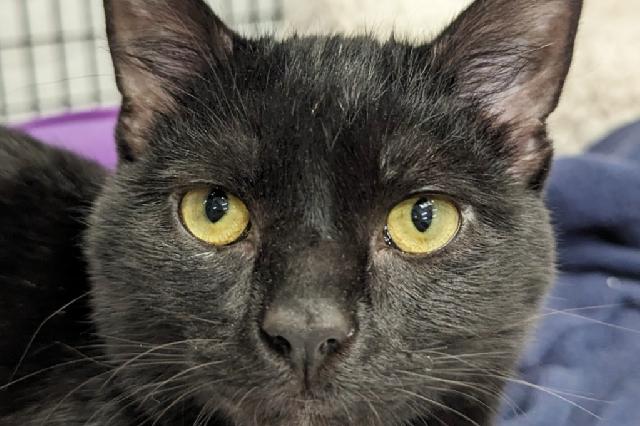 Adopt a Cat - Recently Adopted Cats - SAFE Haven for Cats