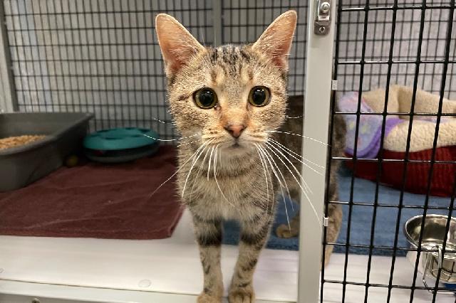 Adopt a Cat - Recently Adopted Cats - SAFE Haven for Cats