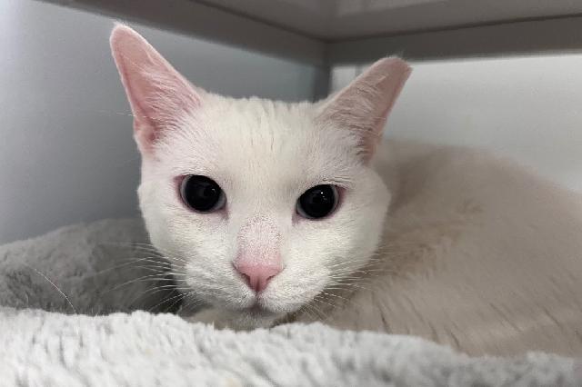 My name is Snowball and I am ready for adoption. Learn more about me!