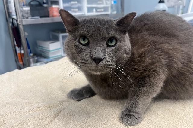 My name is Blueberry Cobbler and I am ready for adoption. Learn more about me!