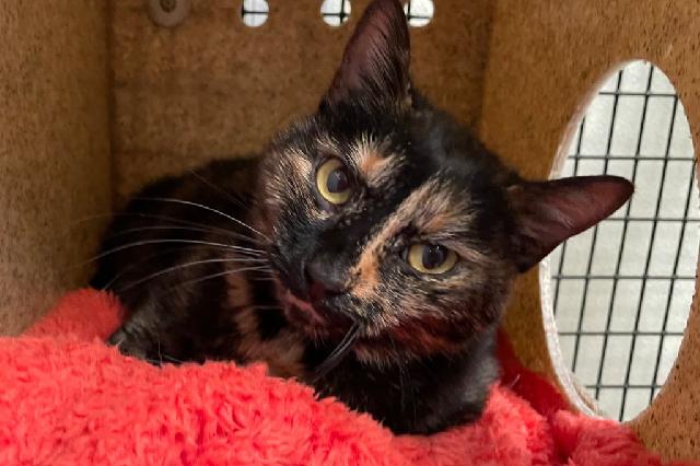 My name is Caramel Delite and I am ready for adoption. Learn more about me!