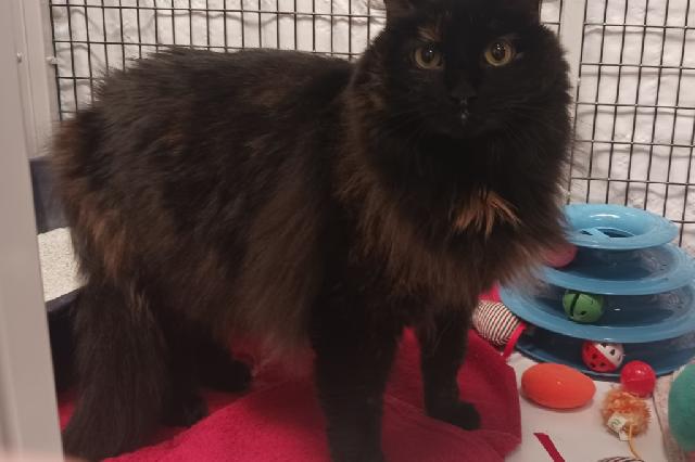 My name is Trefoil and I am ready for adoption. Learn more about me!