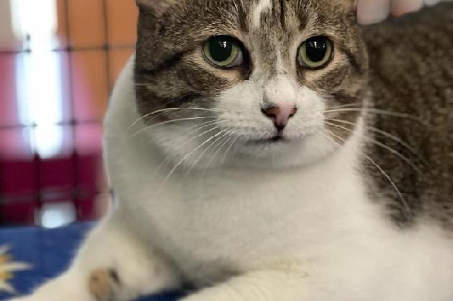 My name is Mr. Excuse Me and I am ready for adoption. Learn more about me!