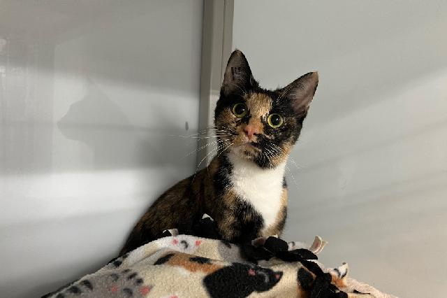 Adopt a Cat - Recently Adopted Cats - SAFE Haven for Cats