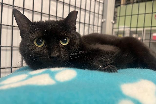 My name is Sootnip and I am ready for adoption. Learn more about me!