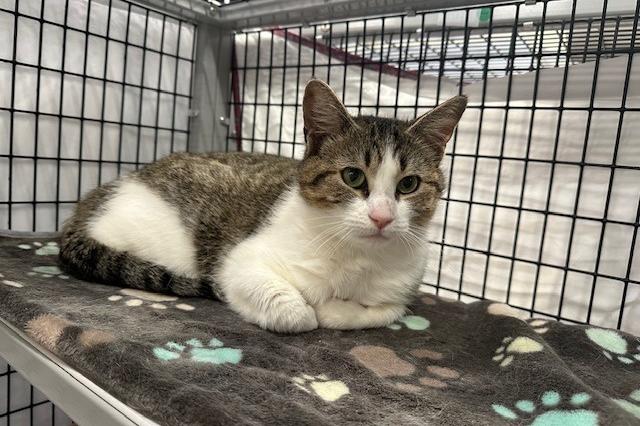 My name is Chirp and I am ready for adoption. Learn more about me!
