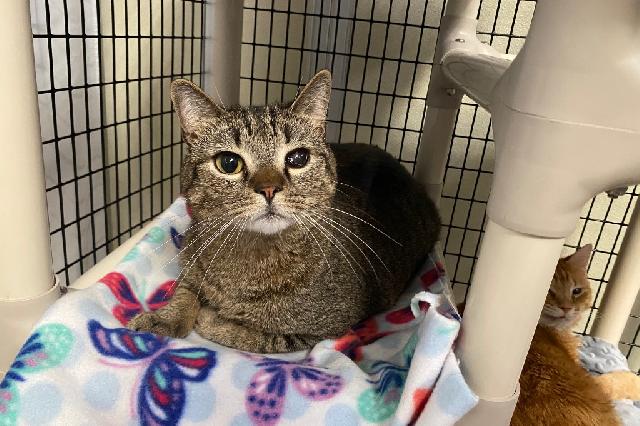 My name is Feller and I am ready for adoption. Learn more about me!