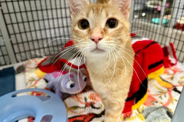 My name is Lotion and I am ready for adoption. Learn more about me!