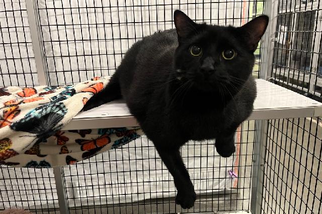 My name is Betamax and I am ready for adoption. Learn more about me!