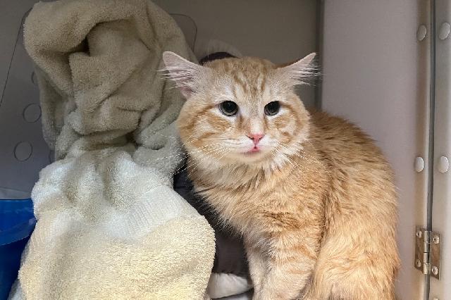 My name is Alton and I am ready for adoption. Learn more about me!