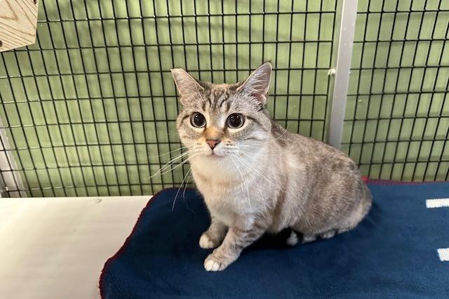 My name at SAFE Haven was Grand Duchess and I was adopted!