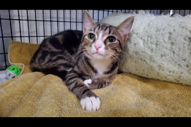 Adopt a Cat - Recently Adopted Cats - SAFE Haven for Cats