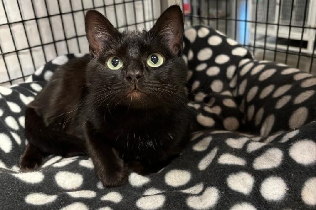 My name is Felt and I am ready for adoption. Learn more about me!