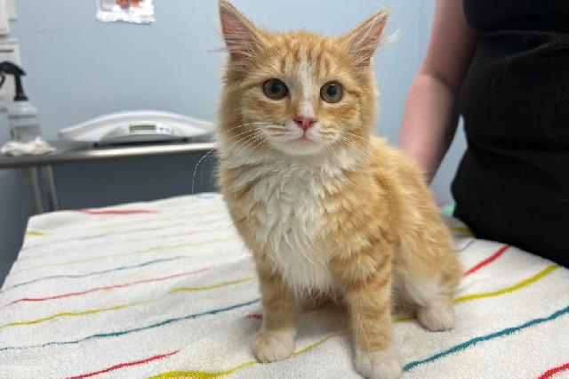 Adopt a Cat - Recently Adopted Cats - SAFE Haven for Cats