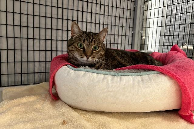 My name is Pecanut Pie and I am ready for adoption. Learn more about me!