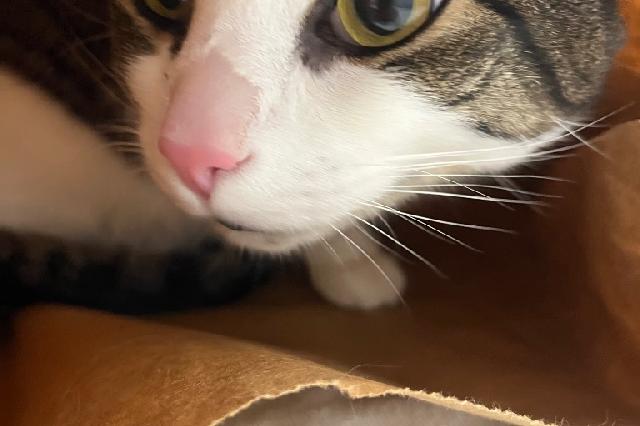 My name is Skipper and I am ready for adoption. Learn more about me!