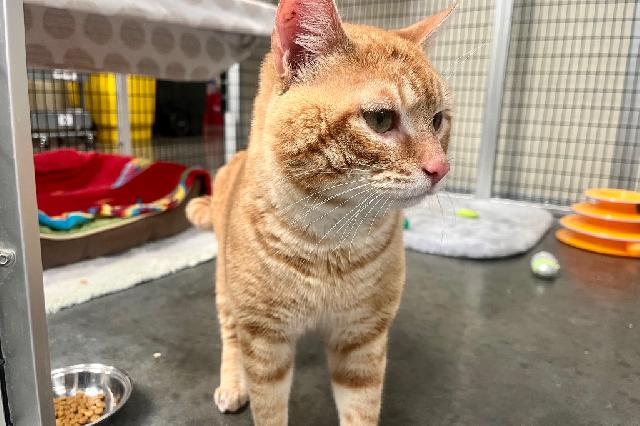 My name is Cordon Bleu and I am ready for adoption. Learn more about me!