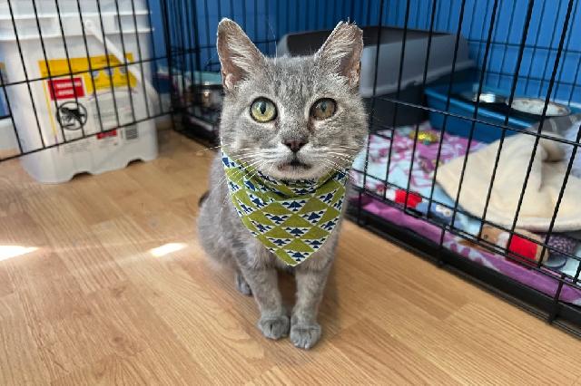 My name at SAFE Haven was Fawna and I was adopted!