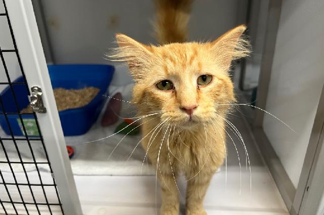 My name is Xbox and I am ready for adoption. Learn more about me!