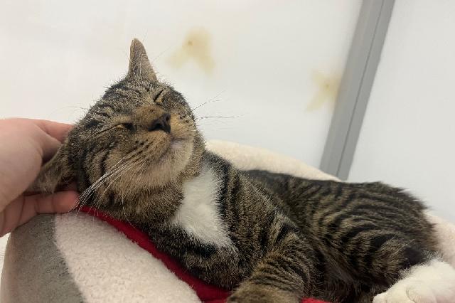 My name at SAFE Haven was Five Guys and I was adopted!