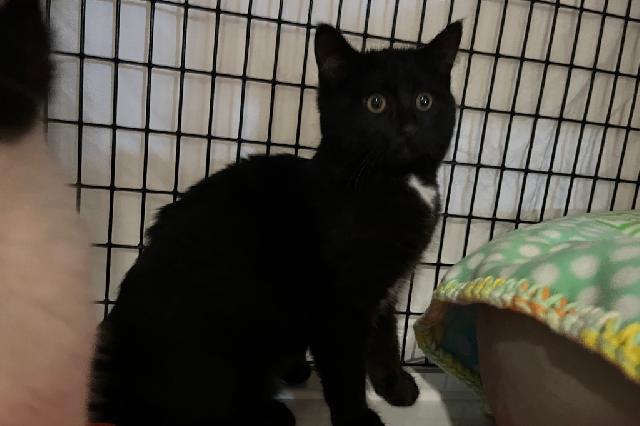 My name at SAFE Haven was Shadowheart and I was adopted!