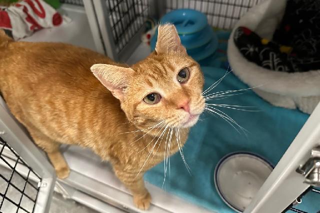 My name is Gingi and I am ready for adoption. Learn more about me!