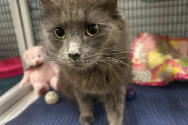 My name is Knit Sweater and I am ready for adoption. Learn more about me!