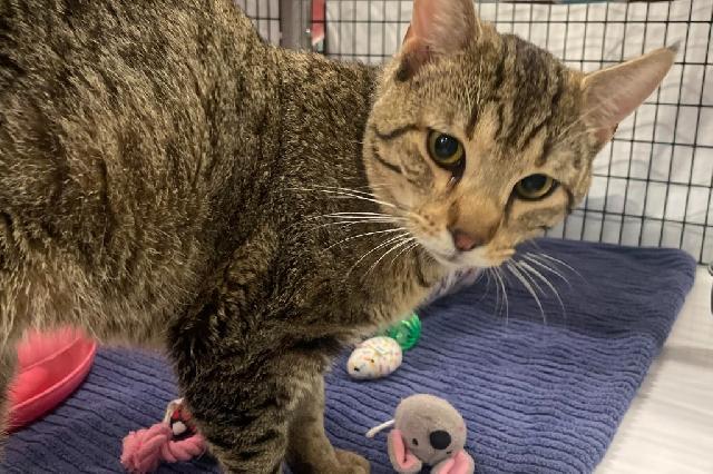 Adopt a Cat - Recently Adopted Cats - SAFE Haven for Cats