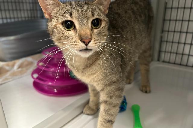 My name is Honey Berry and I am ready for adoption. Learn more about me!
