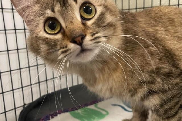 My name is May Flower and I am ready for adoption. Learn more about me!