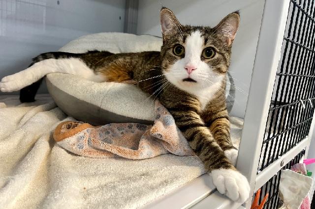 My name at SAFE Haven was Cardinalis and I was adopted!