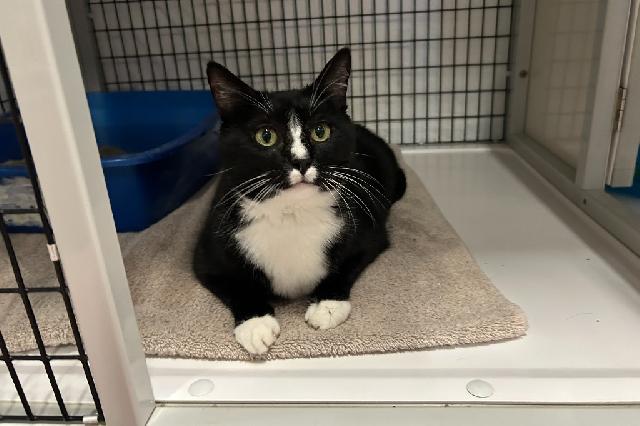 My name at SAFE Haven was Captain Bologna and I was adopted!